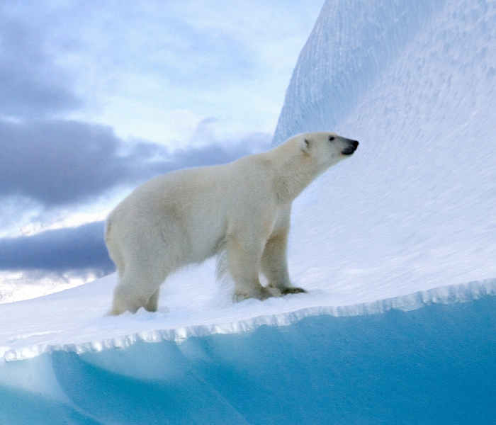 polarbear-plrbr-polar-bear